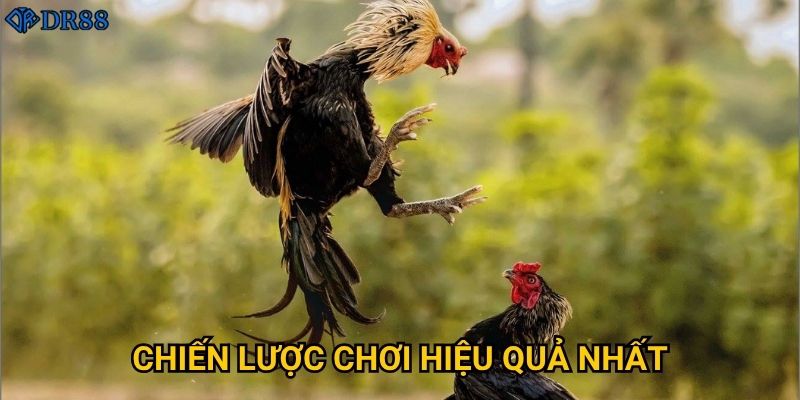 Đá Gà Siêu Net DR88 có thực sự xứng đáng với tên gọi? 3 Chiến lược chơi hiệu quả nhất?