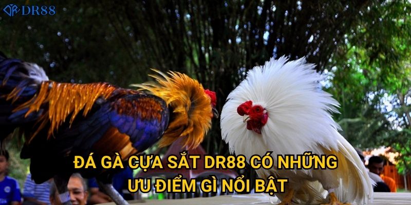 Tại sao Đá Gà Cựa Sắt tại DR88 lại thu hút đông đảo người chơi? 2 Đá Gà Cựa Sắt DR88 có những ưu điểm gì nổi bật?