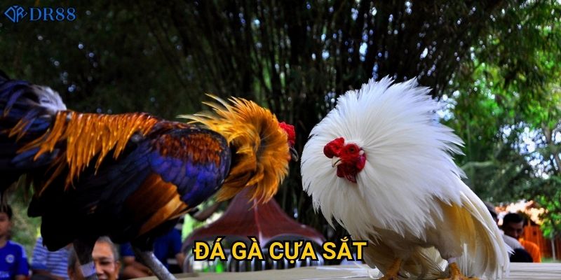 Tại sao Đá Gà Cựa Sắt tại DR88 lại thu hút đông đảo người chơi?