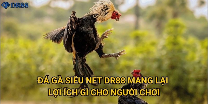 Đá Gà Siêu Net DR88 có thực sự xứng đáng với tên gọi? 2 Đá Gà Siêu Net DR88 mang lại lợi ích gì cho người chơi?
