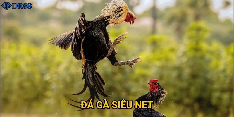 Đá Gà Siêu Net DR88 có thực sự xứng đáng với tên gọi?