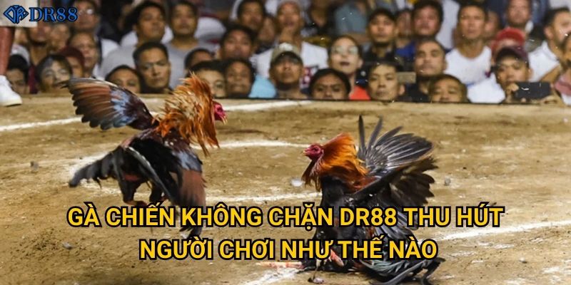 Gà Chiến Không Chặn DR88 có gì khác biệt so với các sân khác? 2 Gà Chiến Không Chặn DR88 thu hút người chơi như thế nào?