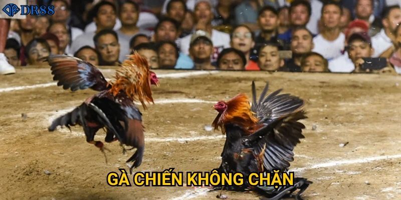 Gà Chiến Không Chặn DR88 có gì khác biệt so với các sân khác?