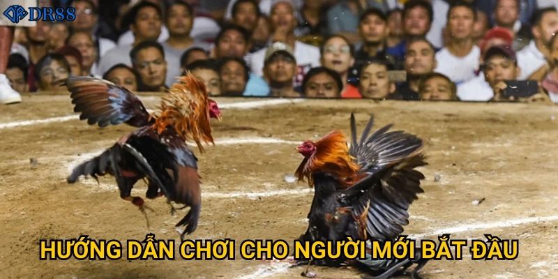 Gà Chiến Không Chặn DR88 có gì khác biệt so với các sân khác? 3 Hướng dẫn chơi cho người mới bắt đầu?