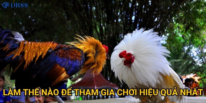 Tại sao Đá Gà Cựa Sắt tại DR88 lại thu hút đông đảo người chơi? 3 Làm thế nào để tham gia chơi hiệu quả nhất?