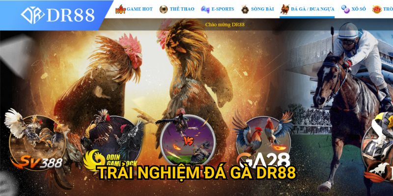 Trang chủ 25 Trải nghiệm đá gà DR88